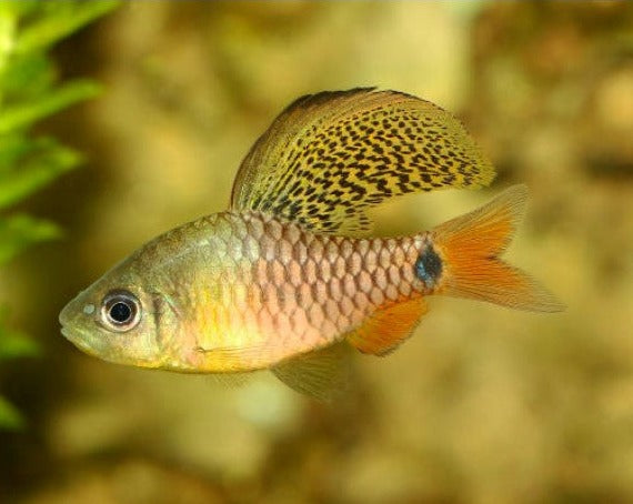 Drape Fin Barb