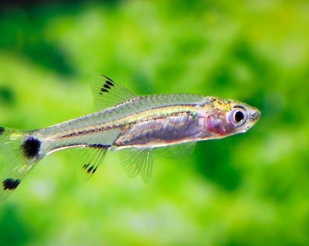Dwarf Scissortail Rasbora