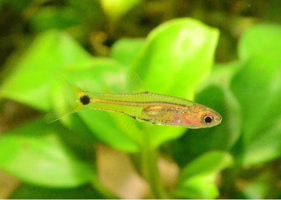 Dwarf Amber Barb
