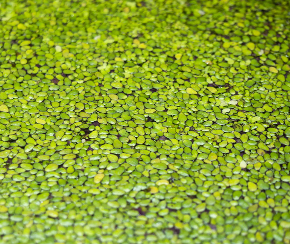 Floating, “Duckweed”