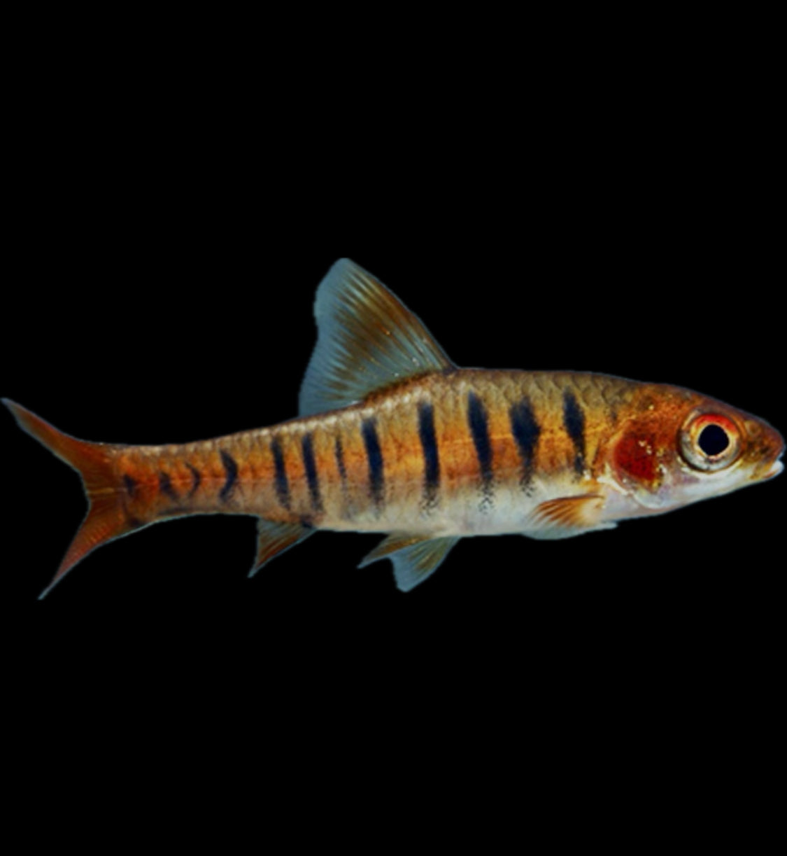 Barbus fasciolatus “African Fire Barb”