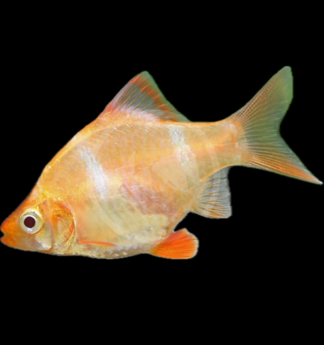 Albino tiger barb “Puntigrus tetrazona”