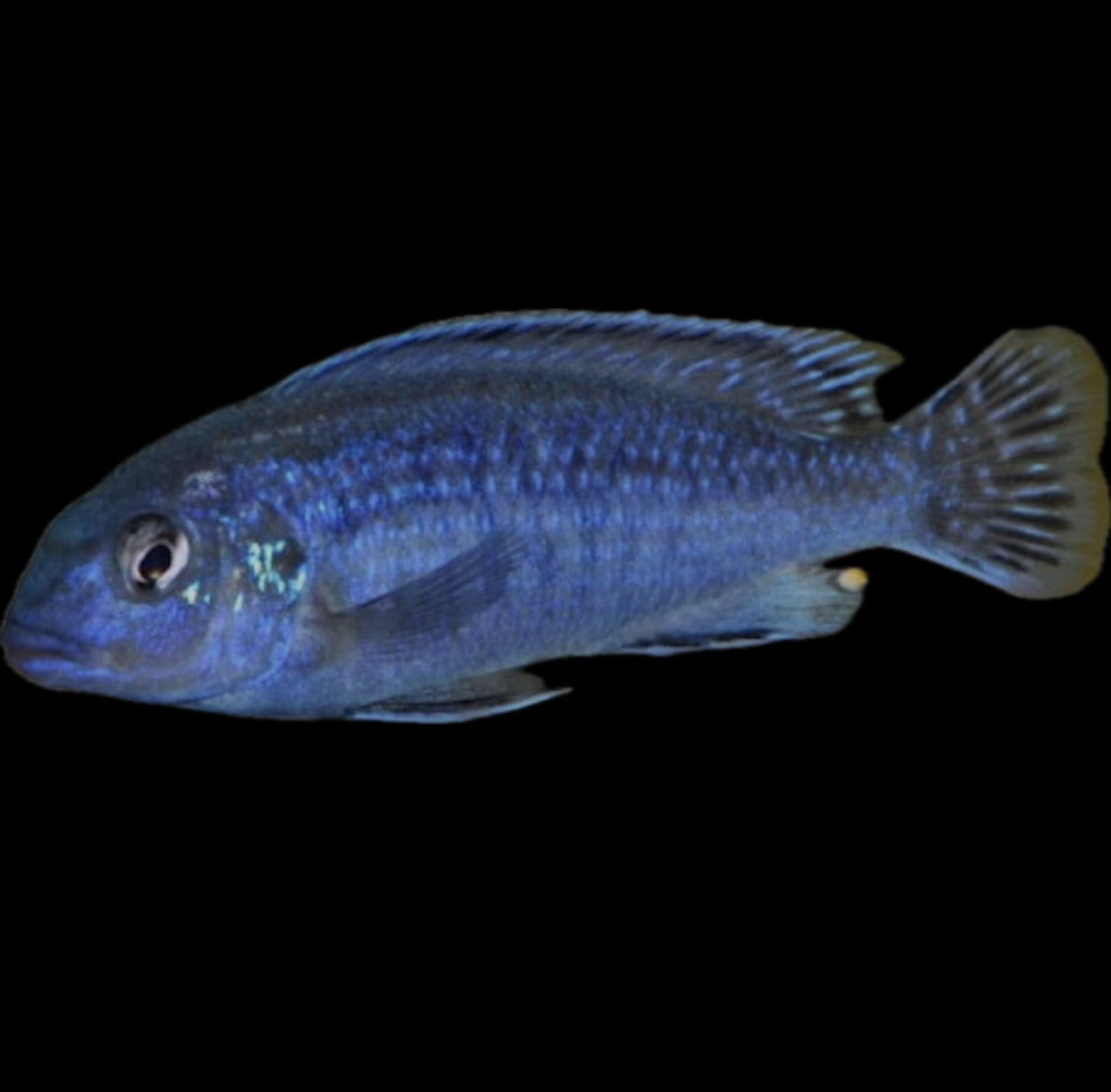 Melanochromis wochepa “dialeptos blue”