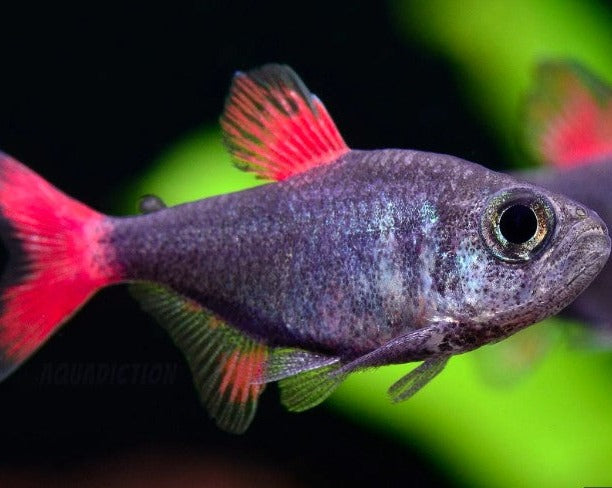 Eilyos Tetra