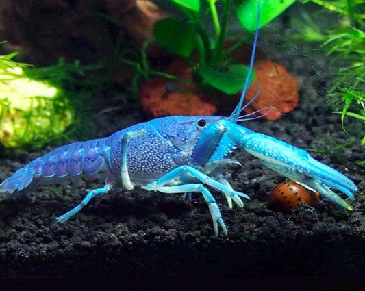 Electric Blue Crayfish