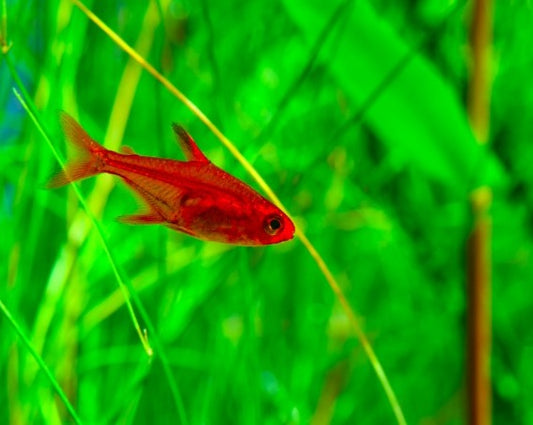 Ember Tetras