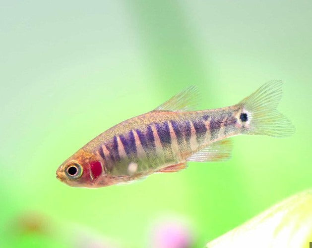 Emerald Dwarf Danios