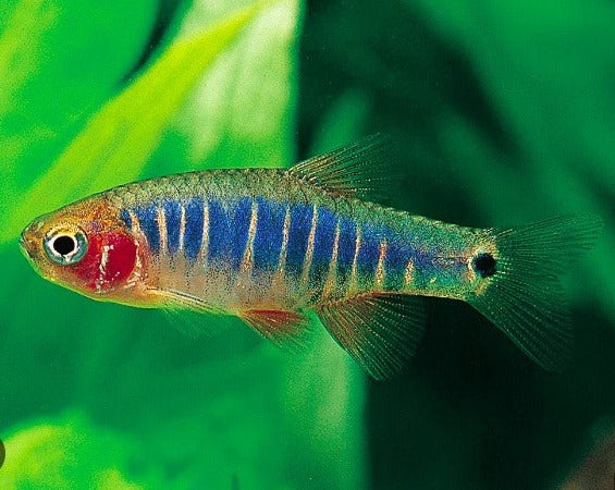 Emerald Dwarf rasbora