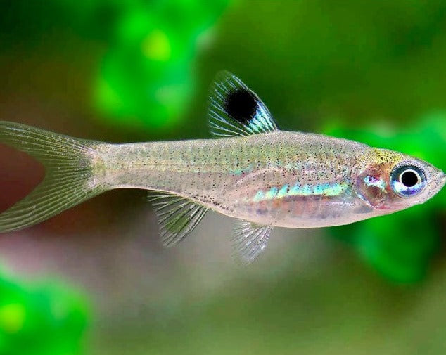 Emerald Eye Rasbora