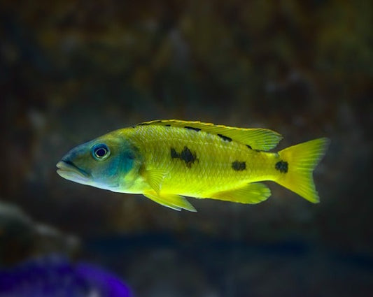 Exochromis Anagenys “three spot torpedo”