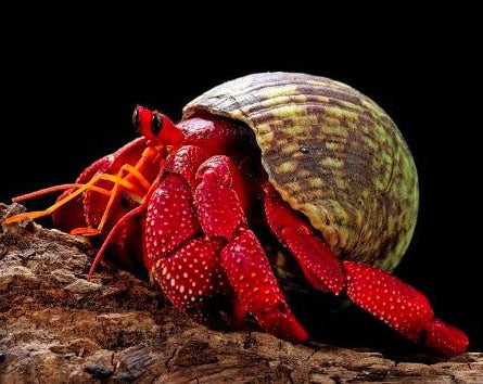 Exotic Hermit Crab