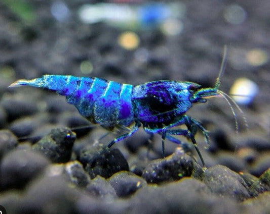 Extreme Blue Bolts Shrimp