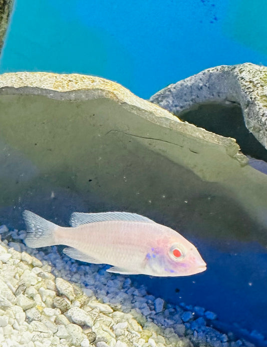 Cyrtocara moorii "Albino Blue Dolphin"