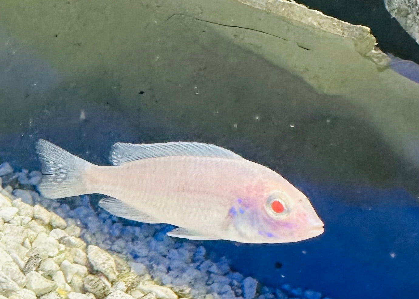 Cyrtocara moorii "Albino Blue Dolphin"