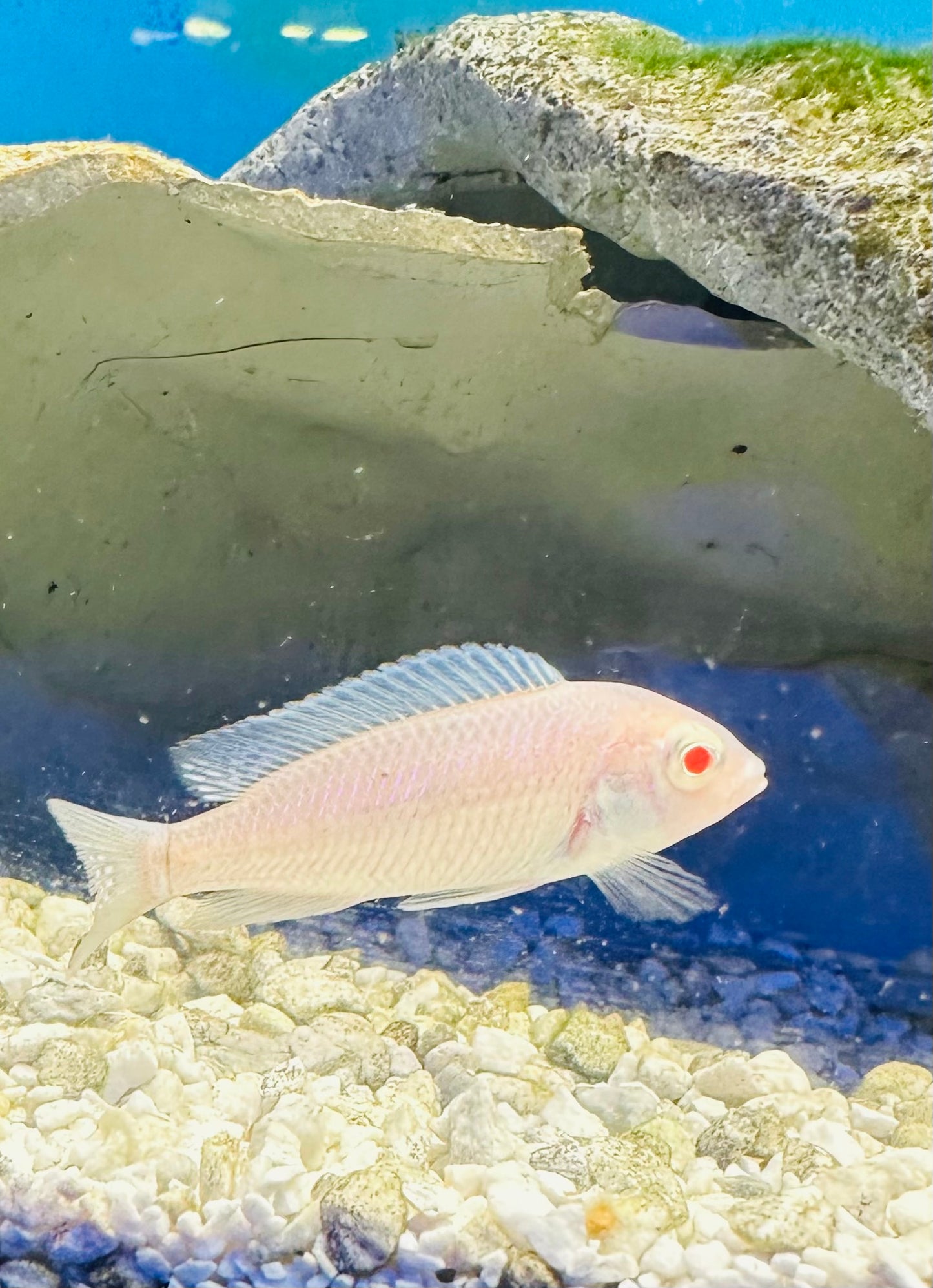 Cyrtocara moorii "Albino Blue Dolphin"