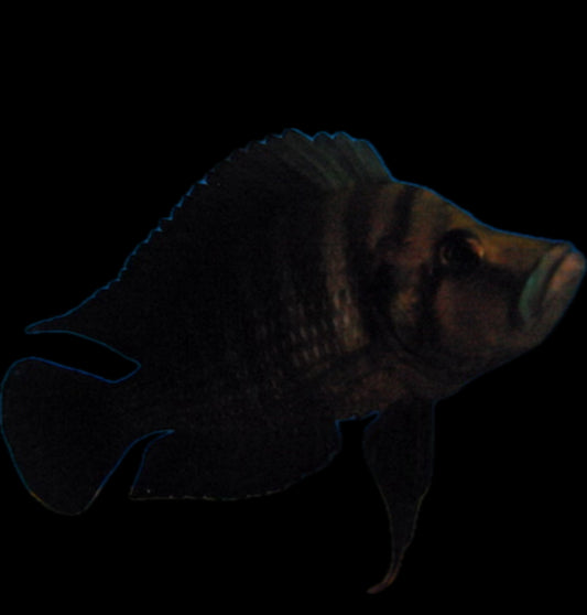 Altolamprologus compressiceps “Tembwe black”