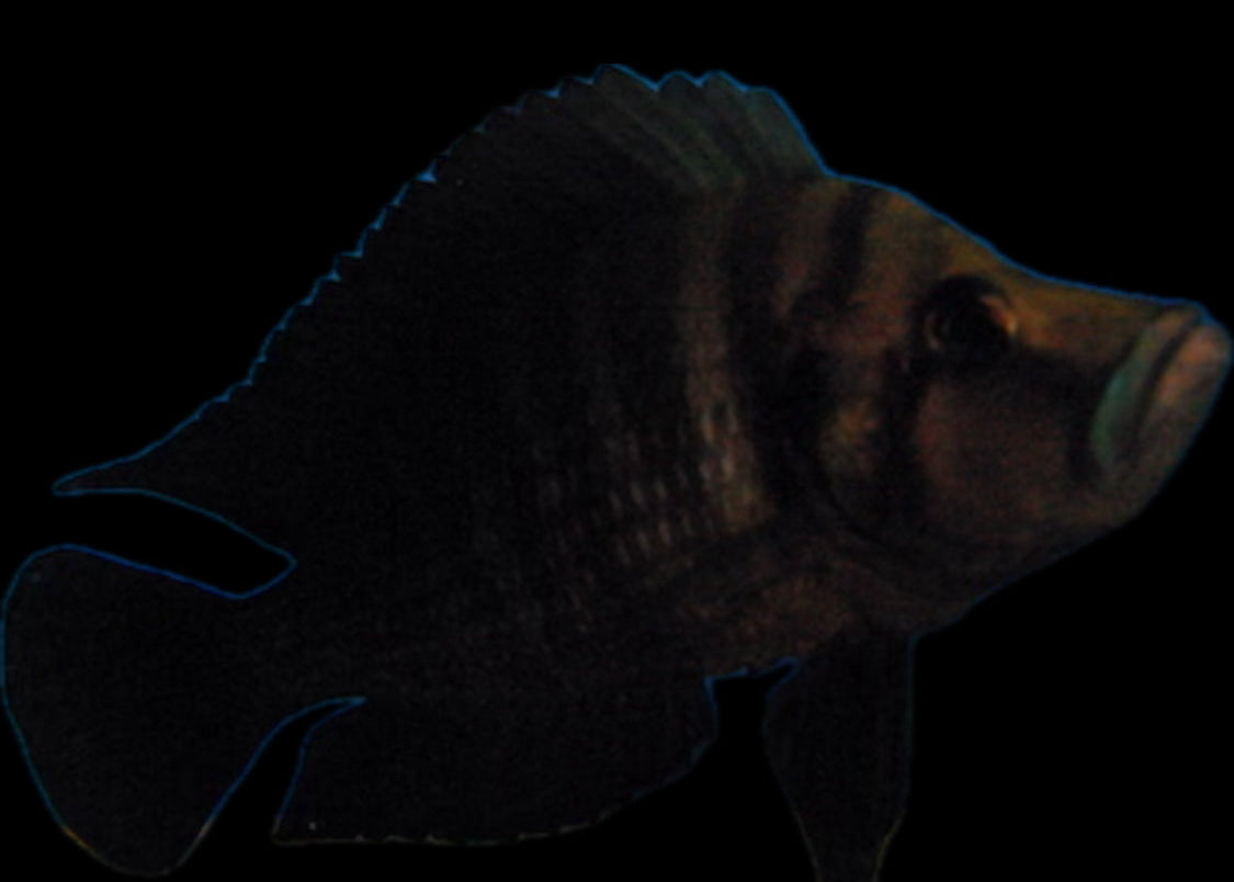 Altolamprologus compressiceps “Tembwe black”