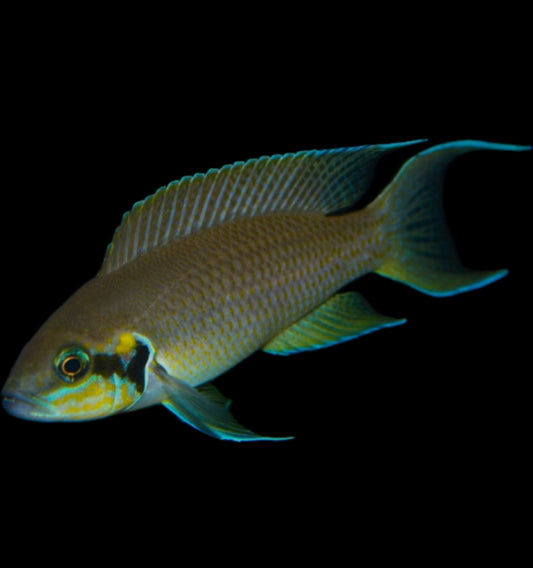 Neolamprologus brichardi