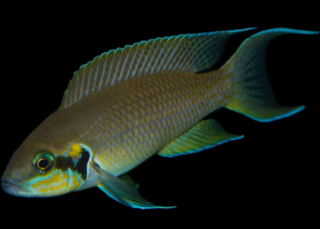 Neolamprologus brichardi