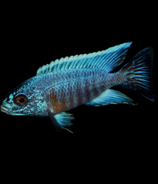 Aulonocara sp. “turkis” (unsexed)