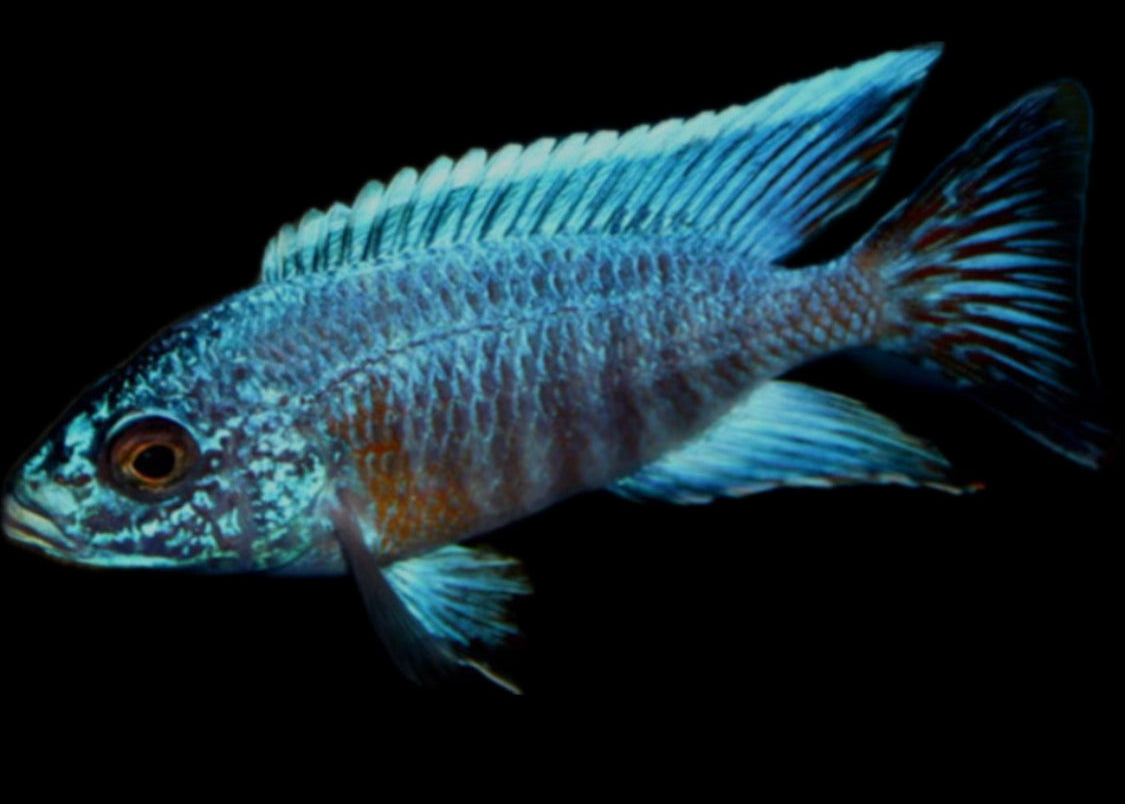 Aulonocara sp. “turkis” (unsexed)