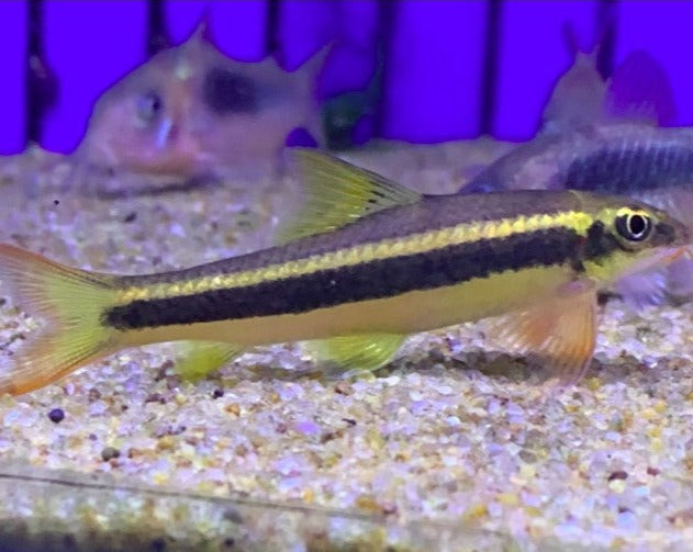 False Siamese Flying Fox Garra