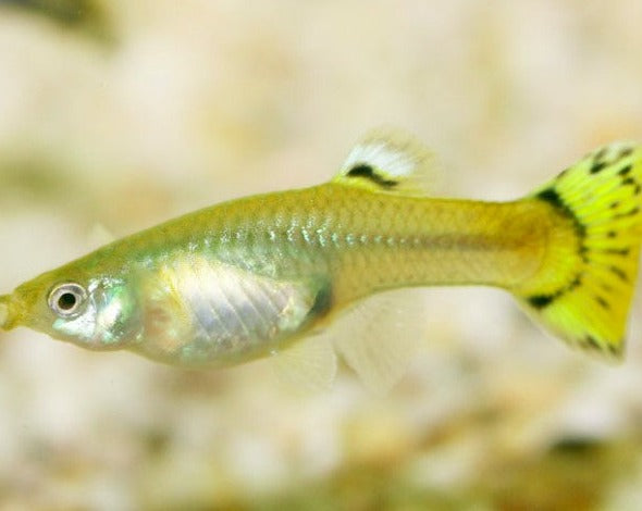 Assorted Female Guppy