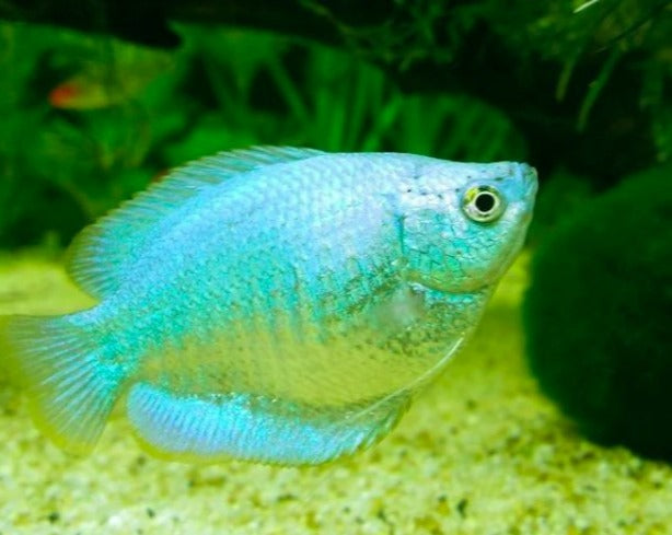 Female Powder Blue Dwarf Gourami
