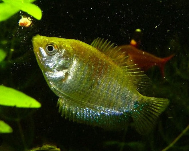 Female Royal Blue Dwarf Gourami