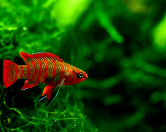 Flame Red Badis