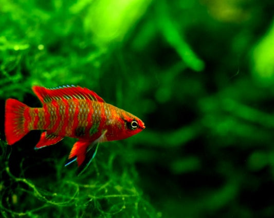 Flame Red Badis