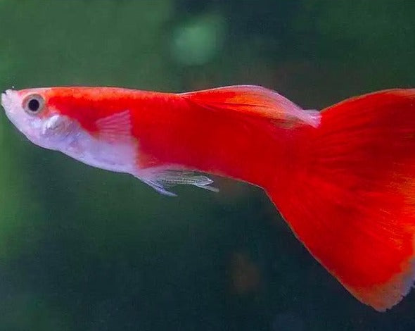 Flamingo Male Guppy