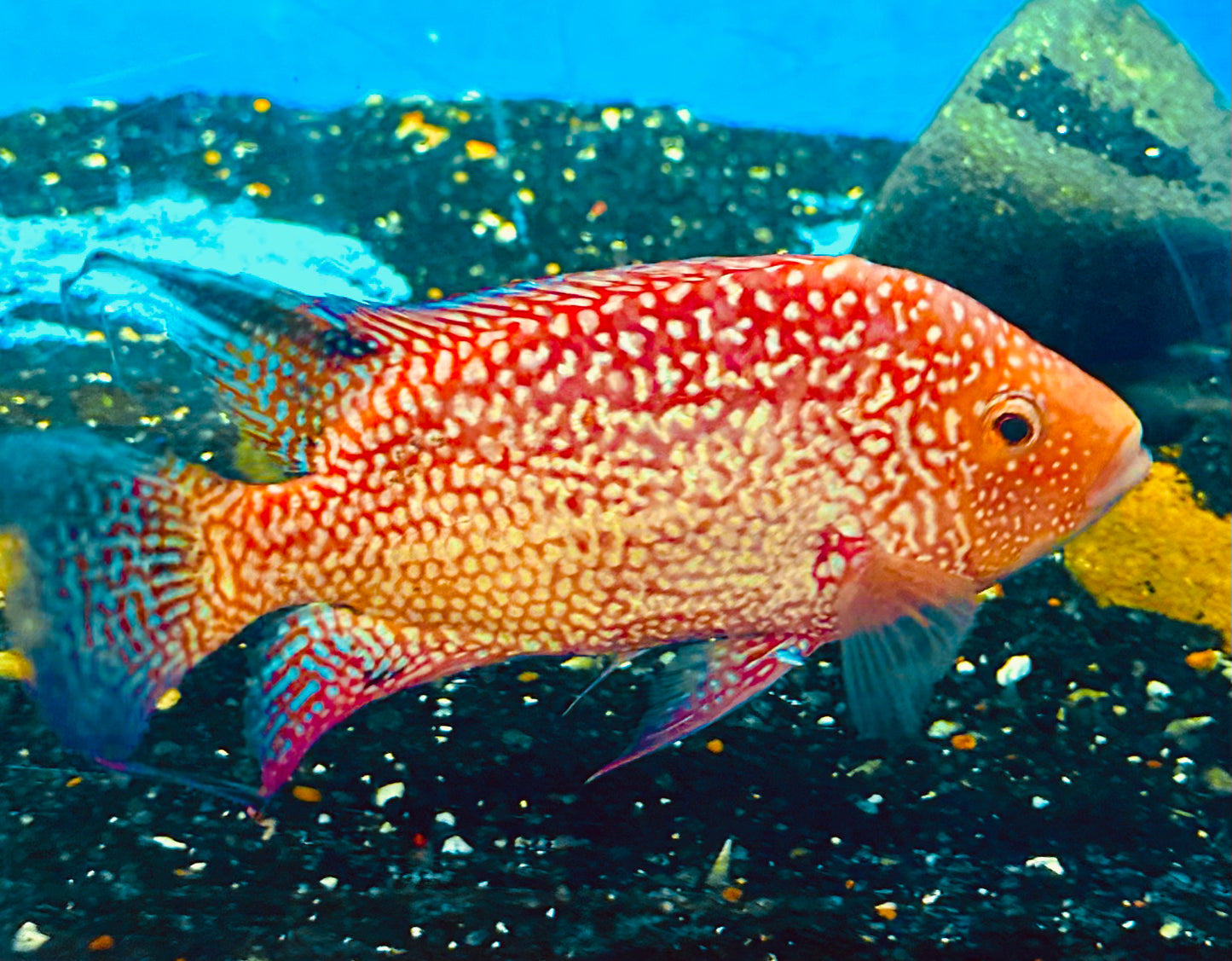 Super red texas “Herichthys sp.”