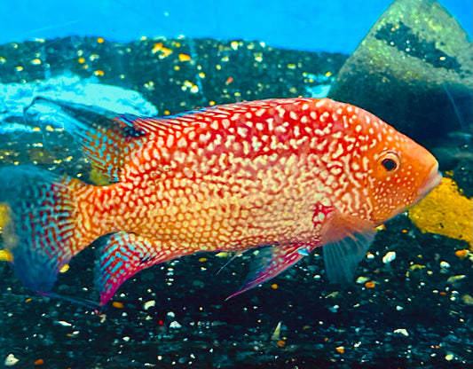 Super red texas “Herichthys sp.”