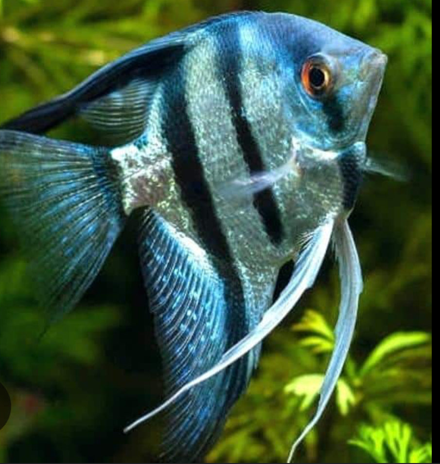 Pterophyllum scalare “blue Pinoy”