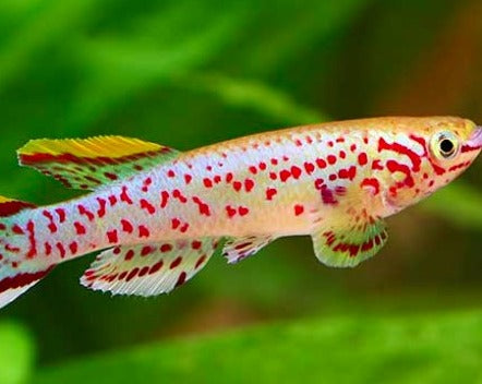Gardneri Killifish (PAIR)