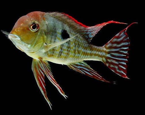 Geophagus Pyrocephalus "Red Head Tapajos"