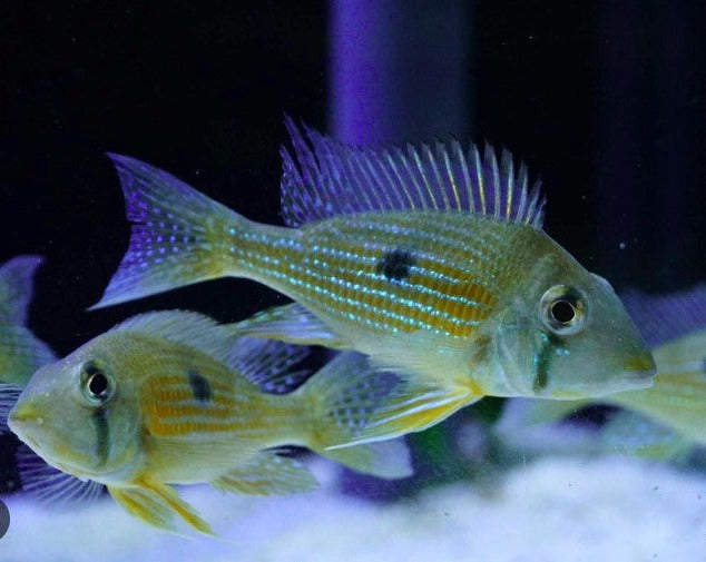 Geophagus Taeniopareius