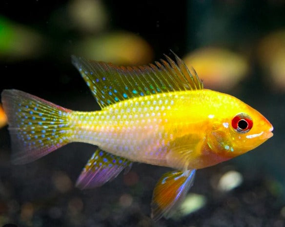 Mikrogeophagus Ramirezi "German Gold Rams"