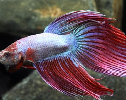 Giant Male Betta