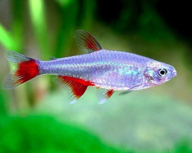 Glass Bloodfin Tetra
