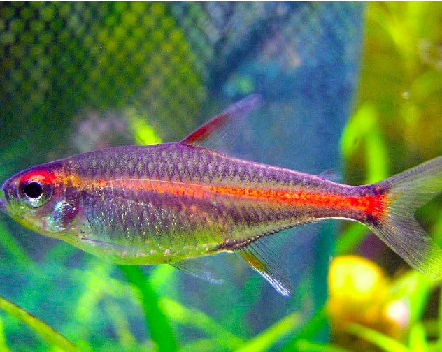 Glowlight Tetra