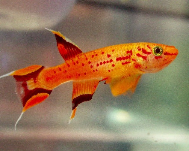 Gold Australe Killifish (PAIR)