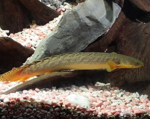 Gold Dust Bichir