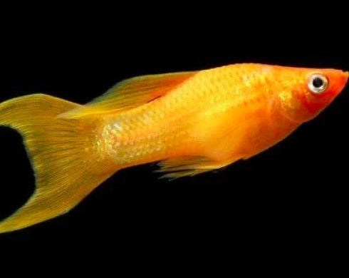 Gold Lyretail Molly