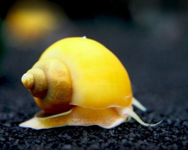 Gold Mystery Snail