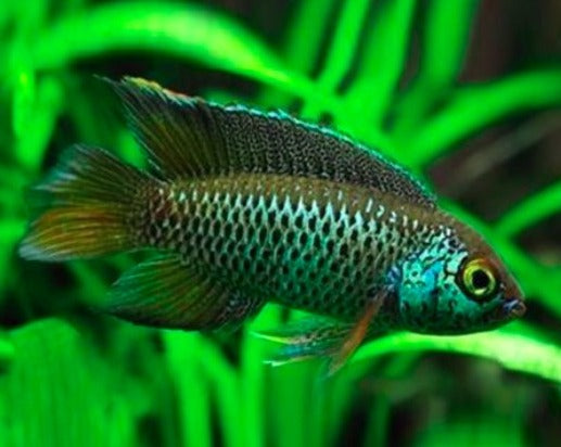 Nannacara anomala "Golden Dwarf Acara"