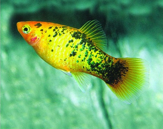 Golden Leopard Platy