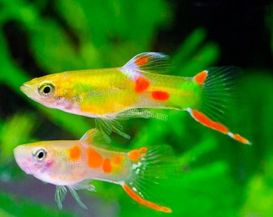 Golden Endler