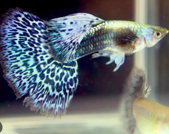 Green Dragon Male Guppy